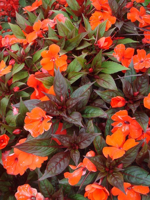 Impatiens hawkeri New Guinea Hybrid 'Divine orange'